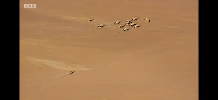 Gemsbok (Oryx gazella) as shown in Planet Earth II - Deserts
